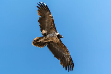 Bearded vulture, living in the Italian Alps