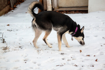 A husky playing in the snow