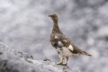 Rock ptarmigan, living in the Italian Alps