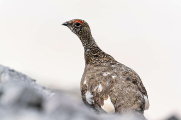 Rock ptarmigan, living in the Italian Alps
