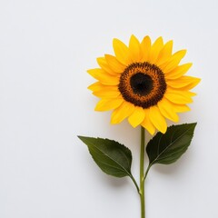 Obraz premium A vibrant yellow sunflower stands tall against a light background, showcasing its large petals and dark center, complemented by green leaves.