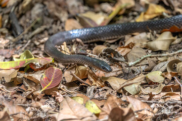 Focus on the head of a Slaty-grey snake - Stegonotus cucullatus - slithering through dead leaves covered ground, in Australia. They are not venomous, but can inflict a nasty bite if disturbed.