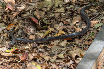 Slaty-grey snake - Stegonotus cucullatus - slithering through dead leaves covered ground, with its tongue out, in Australia. They are not venomous, but can inflict a nasty bite if disturbed.