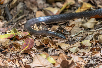 Slaty-grey snake - Stegonotus cucullatus - slithering through dead leaves covered ground, in North Queensland, Australia. They are not venomous, but can inflict a nasty bite if disturbed.