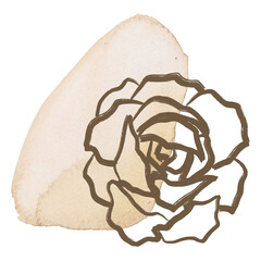 Rose png line art, golden watercolor brushstroke design on transparent background