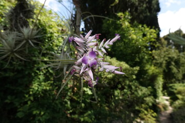 Obraz premium Close up of purple flowers of cactus