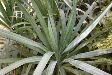 Obraz premium Close up of silver leaves in the garden