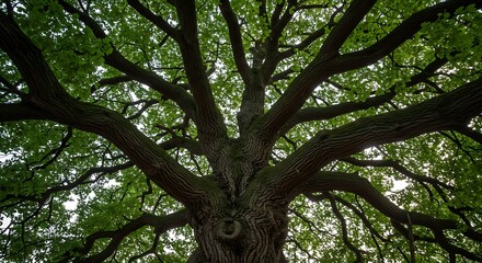 Majestic Low Angle View of a Large Oak Tree with Lush Green Leaves
