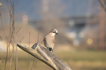 Fauna selvatica Capanno Nisida Poiana