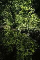 Obraz premium lush green forest