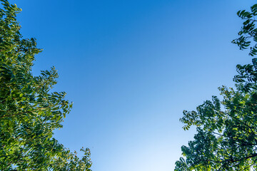 Peaceful View of Clear Blue Sky Framed by Lush Green Foliage