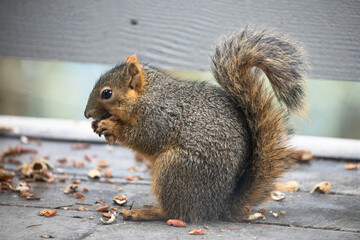 A squirrel munching on peanuts on a patio in Portland, Oregon, surrounded by scattered shells. This close-up wildlife photo captures the natural charm of the scene, perfect for nature enthusiasts