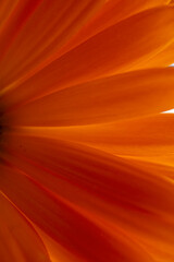 beautiful orange calendula in the garden in springtime, pot marigold