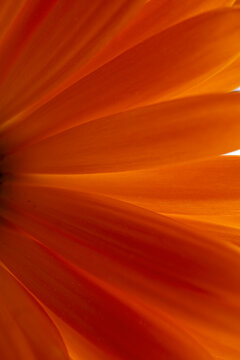 beautiful orange calendula in the garden in springtime, pot marigold