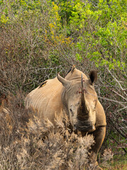 Adult Male Rhino in the Wild