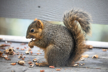 A squirrel munching on peanuts on a patio in Portland, Oregon, surrounded by scattered shells. This close-up wildlife photo captures the natural charm of the scene, perfect for nature enthusiasts