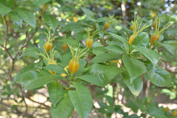 Fototapeta premium 建仁寺の梔子の実