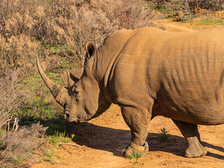 Adult Male Rhino in the Wild