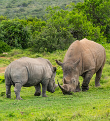 Young Mail Rhino (Rhinoceros) and Adult in the Wild