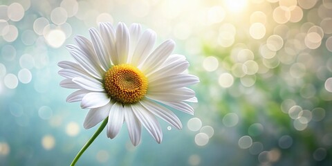 Delicate Daisy Drawing, Botanical Illustration, White Flower, Floral Art, Copy Space Right