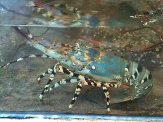 lobster on the beach, Spiny lobster in the water