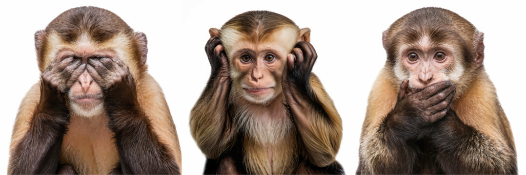 Illustration of three wise monkeys, see no evil, hear no evil, speak no evil, isolated on white background