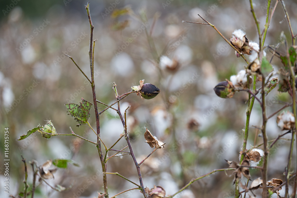 Poster field of blooming cotton