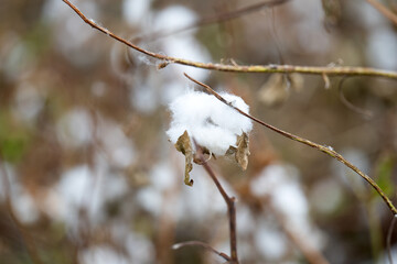 field of blooming cotton
