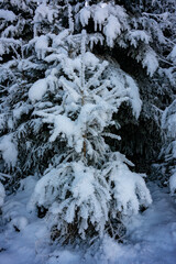 winter, snow, tree, cold, forest, landscape, forest, tree, nature, sun, trees, light, landscape, sunlight, wallpaper