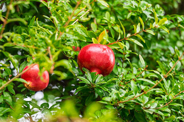 red ripe pomegranate