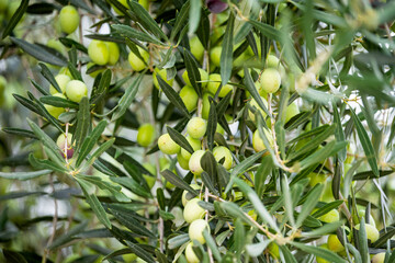 Obraz premium olives on tree