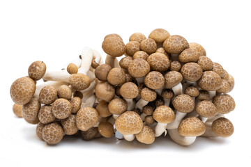 young shiitake mushrooms isolated