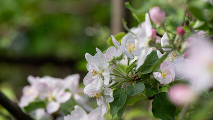 Decorative Apple Tree blossoms in the garden in spring. Beautiful pink flowers of decorative apples under sunlight. Floral spring romantic background.