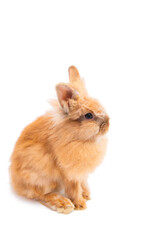 easter live bunny isolated