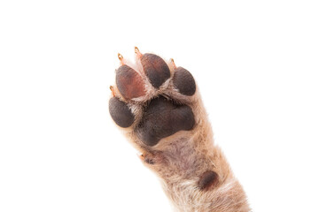 dog paw isolated