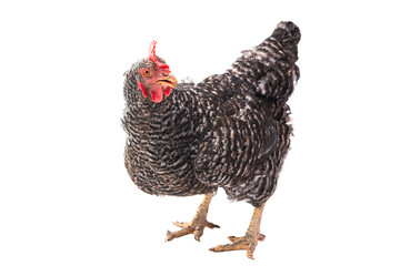 gray chicken isolated