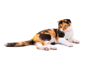tricolor cat isolated