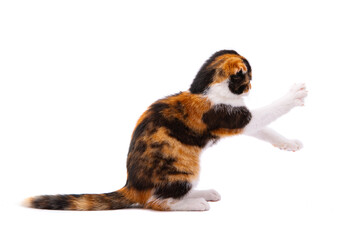 Fototapeta premium tricolor cat isolated