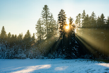 sun shining through the forest, forest, tree, nature, sun, trees, light, landscape, autumn, mist, fog, sunlight