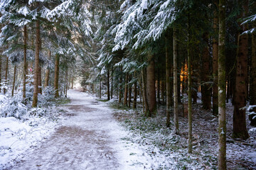 sun shining through the forest, forest, tree, nature, sun, trees, light, landscape, autumn, mist, fog, sunlight