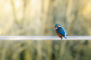 Eisvogel auf einem Geländer