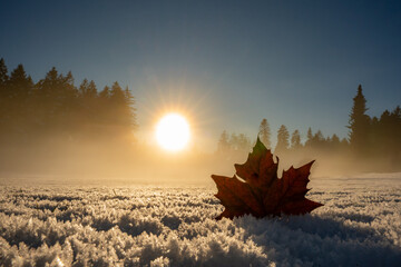 snow, maple leaf, leaf, leaves, canada, sunlight, sunset, forest, winter, winter wonderland, snowflakes, wallpaper, background, canadian