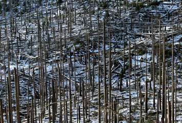 Waldschäden im Harz