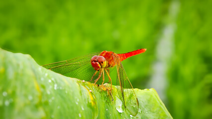 Red dragonfly (Crocothemis servilia) perched on the tip of a leaf in a rice field
