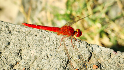 Red dragonfly (Crocothemis servilia) perched on the tip of a leaf in a rice field