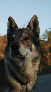 Czechoslovakian wolfdog 