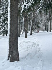 snow covered trees