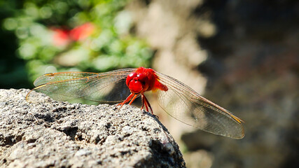 Red dragonfly (Crocothemis servilia) perched on the tip of a leaf in a rice field