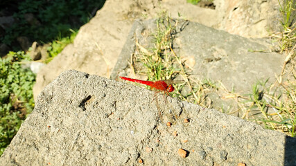 Red dragonfly (Crocothemis servilia) perched on the tip of a leaf in a rice field