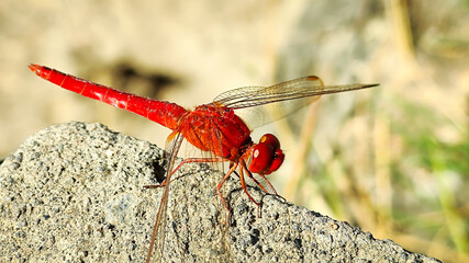 Red dragonfly (Crocothemis servilia) perched on the tip of a leaf in a rice field